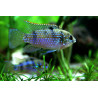 Pelmatochromis thomasi - 2 - 3 cm