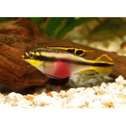 Pelvicachromis pulcher - 4 - 5 cm