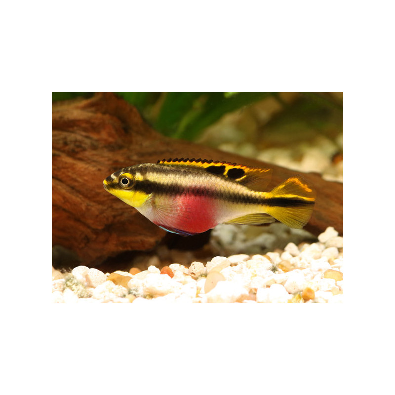 Pelvicachromis pulcher - 4 - 5 cm