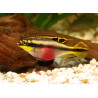 Pelvicachromis pulcher - 4 - 5 cm