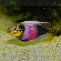 Pelvicachromis subocelatus matadi - 4 cm