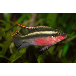 Pelvicachromis super red - 4 - 5 cm