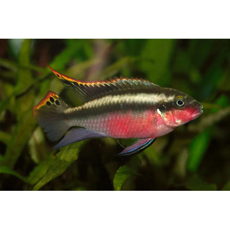 Pelvicachromis super red - 4 - 5 cm