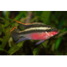 Pelvicachromis super red - 4 - 5 cm