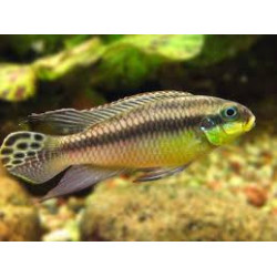 Pelvicachromis taeniatus kluegei - 4 - 5 cm