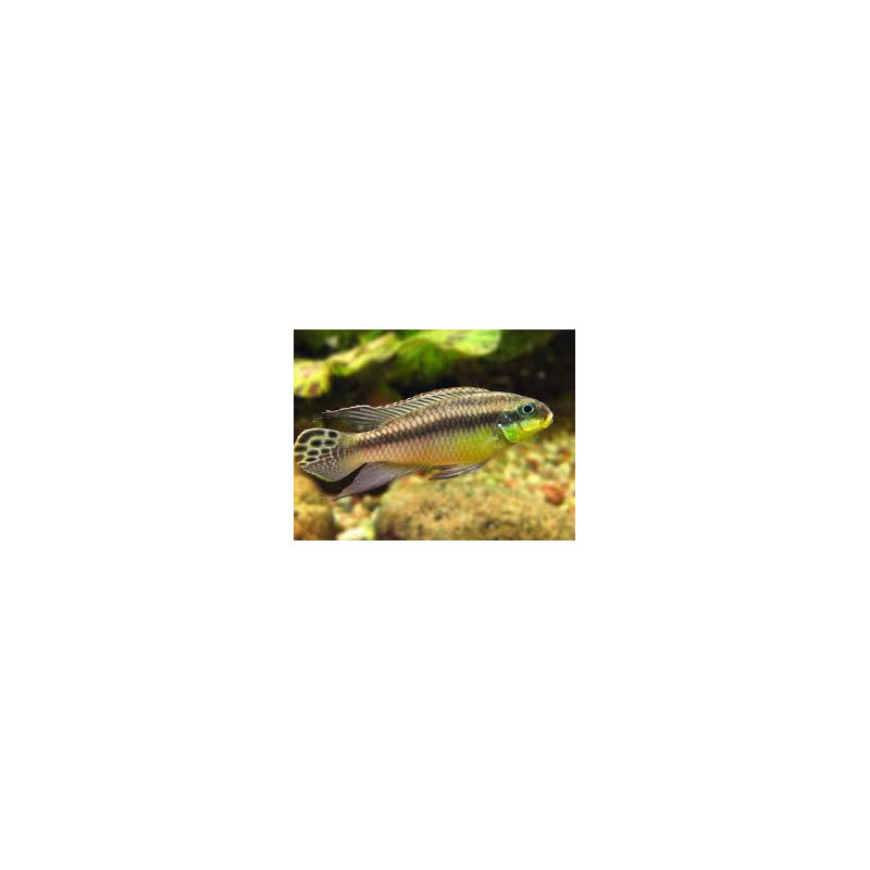 Pelvicachromis taeniatus kluegei - 4 - 5 cm