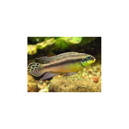 Pelvicachromis taeniatus kluegei - 4 - 5 cm