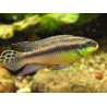 Pelvicachromis taeniatus kluegei - 4 - 5 cm