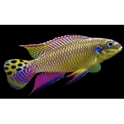 Pelvicachromis taeniatus dehane - 4 - 5 cm
