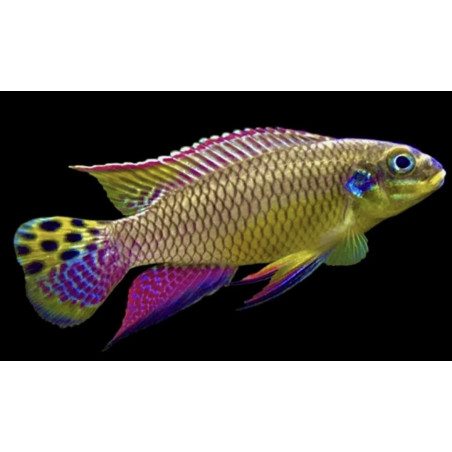 Pelvicachromis taeniatus dehane - 4 - 5 cm
