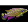 Pelvicachromis taeniatus dehane - 4 - 5 cm