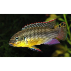 Pelvicachromis taeniatus kienke - 4 - 5 cm