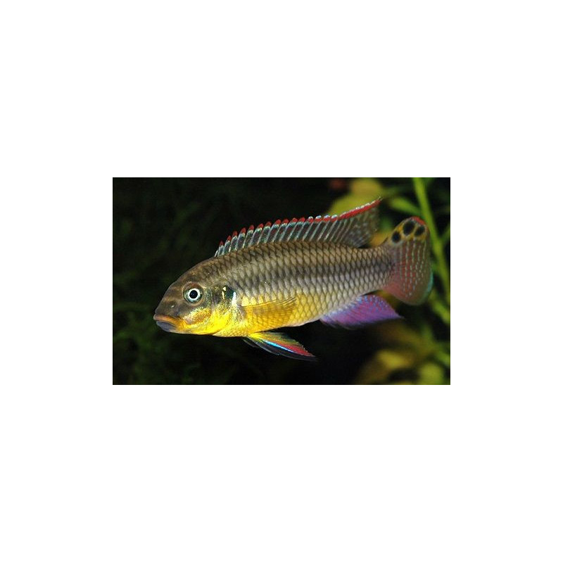 Pelvicachromis taeniatus kienke - 4 - 5 cm