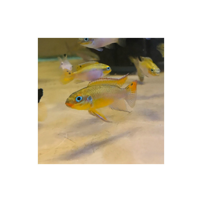 Pelvicachromis taeniatus lobe - 3 - 4 cm