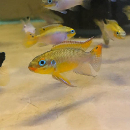 Pelvicachromis taeniatus lobe - 3 - 4 cm