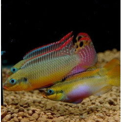 Pelvicachromis taeniatus molive - 4 - 5 cm