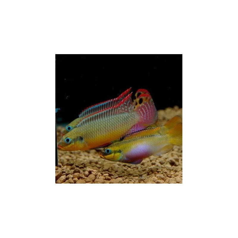 Pelvicachromis taeniatus molive - 4 - 5 cm