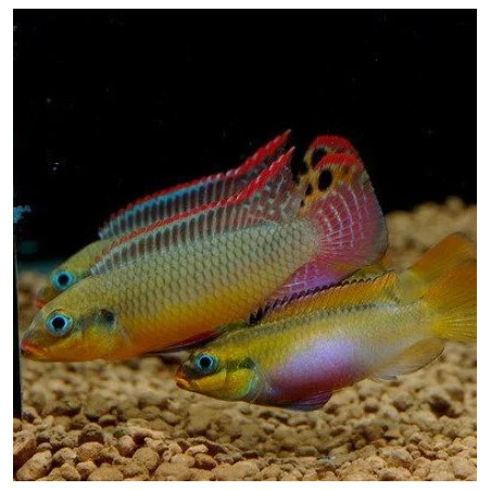 Pelvicachromis taeniatus molive - 4 - 5 cm