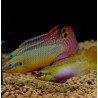 Pelvicachromis taeniatus molive - 4 - 5 cm