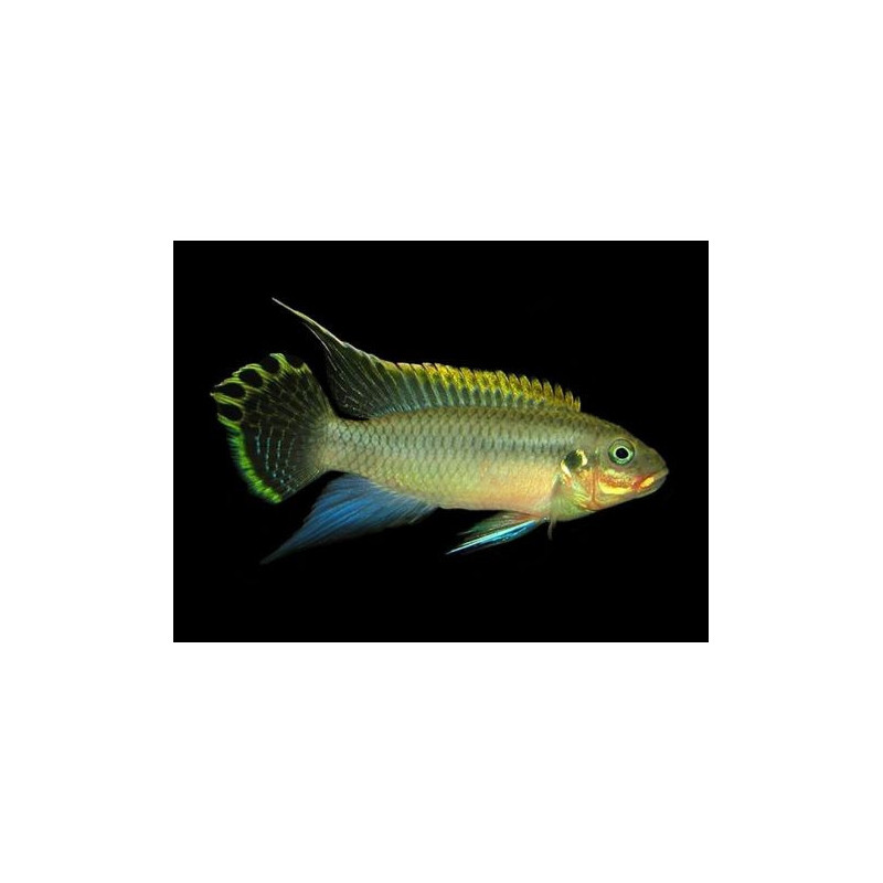 Pelvicachromis taeniatus nange - 4 - 5 cm