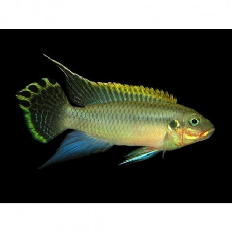 Pelvicachromis taeniatus nange - 4 - 5 cm