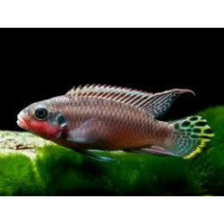 Pelvicachromis taeniatus niger. red - 3 - 4 cm