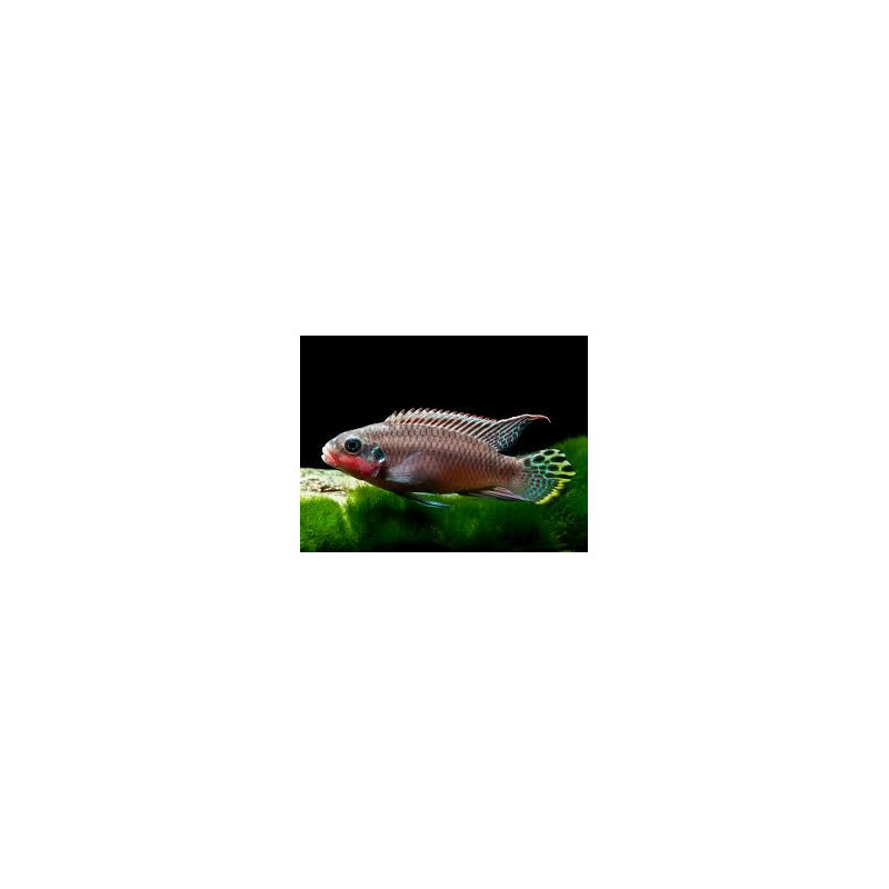 Pelvicachromis taeniatus niger. red - 3 - 4 cm