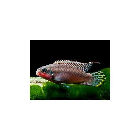 Pelvicachromis taeniatus niger. red - 3 - 4 cm