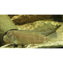 Steatocranus casuarius - 4 - 5 cm