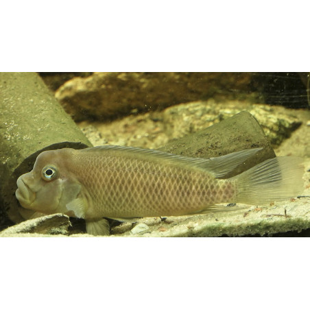 Steatocranus casuarius - 4 - 5 cm