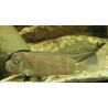 Steatocranus casuarius - 4 - 5 cm