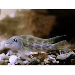 Steatocranus gibbiceps - 3.5 - 4 cm