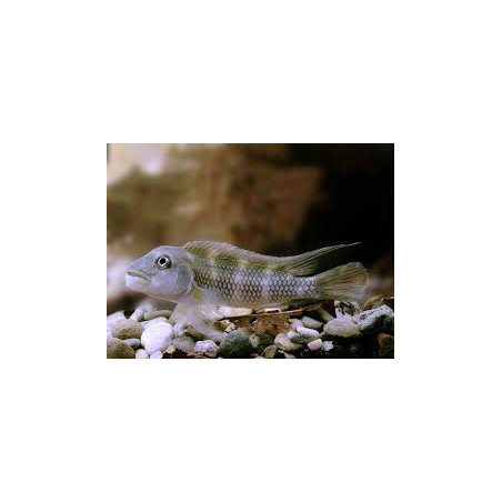 Steatocranus gibbiceps - 3.5 - 4 cm