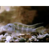 Steatocranus gibbiceps - 3.5 - 4 cm