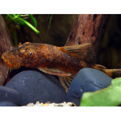 Ancistrus sp. lda 16 - 5 - 7 cm