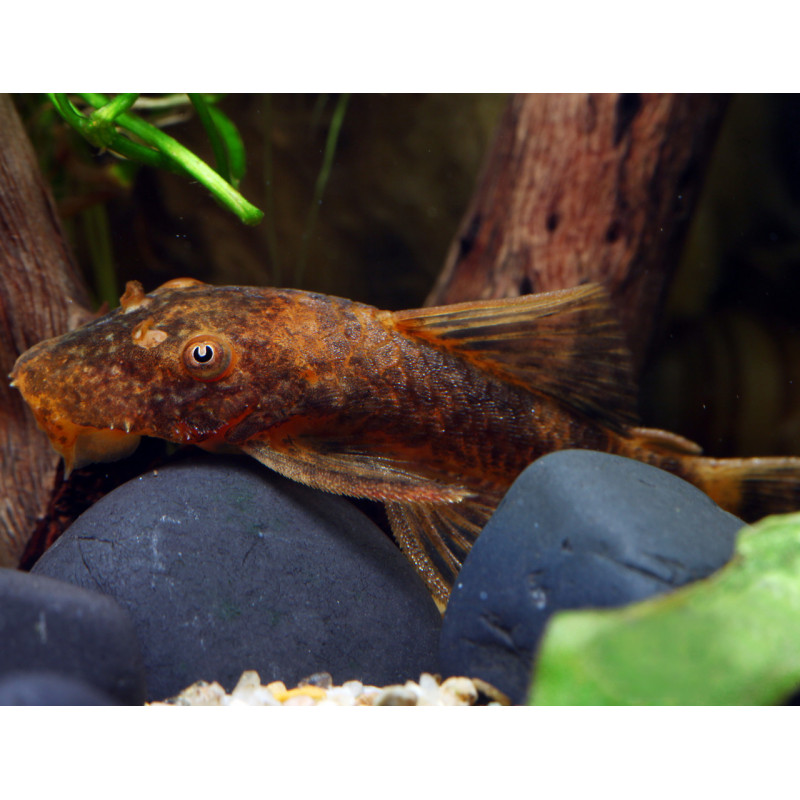Ancistrus sp. lda 16 - 5 - 7 cm