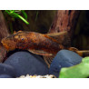 Ancistrus sp. lda 16 - 5 - 7 cm