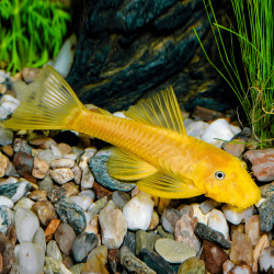 Ancistrus sp. gold - 4 - 5 cm