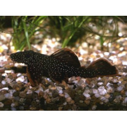 Ancistrus hoplogenys - 3.5 - 4.5 cm