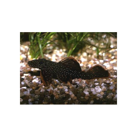 Ancistrus hoplogenys - 3.5 - 4.5 cm