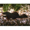 Ancistrus hoplogenys - 3.5 - 4.5 cm