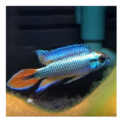 Apistogramma agassizii blue - 3 - 4 cm