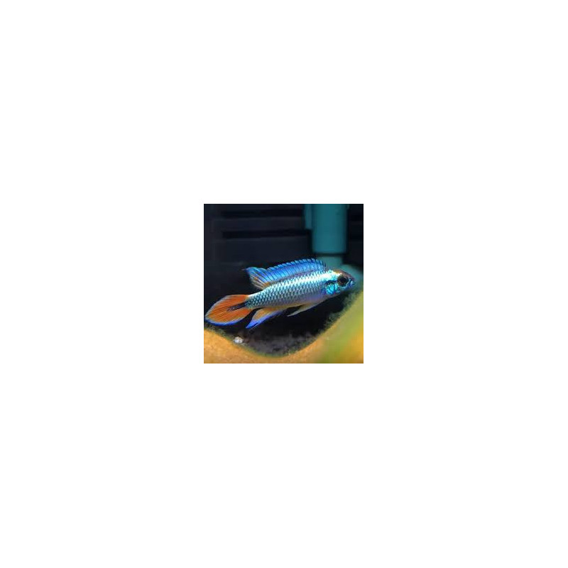 Apistogramma agassizii blue - 3 - 4 cm