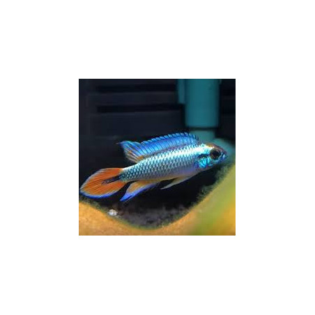 Apistogramma agassizii blue - 3 - 4 cm