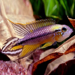 Apistogramma agassizii alenquer r. tail - 3 - 3.5 cm