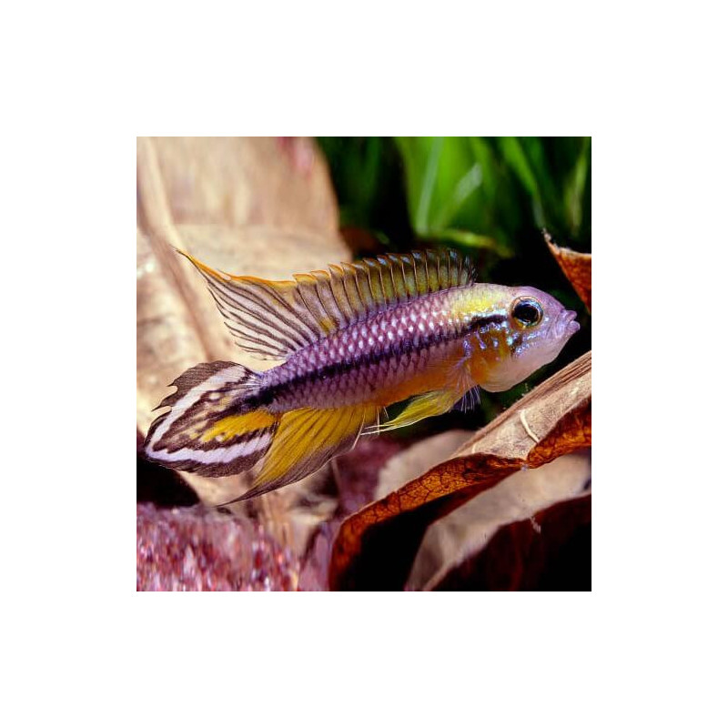 Apistogramma agassizii alenquer r. tail - 3 - 3.5 cm