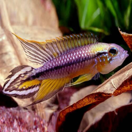 Apistogramma agassizii alenquer r. tail - 3 - 3.5 cm