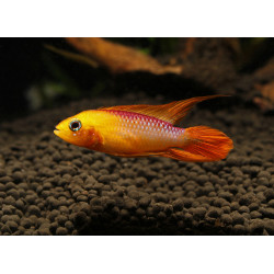 Apistogramma agassizii fire red - 3 - 4 cm