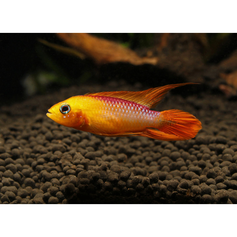 Apistogramma agassizii fire red - 3 - 4 cm