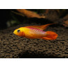 Apistogramma agassizii fire red - 3 - 4 cm